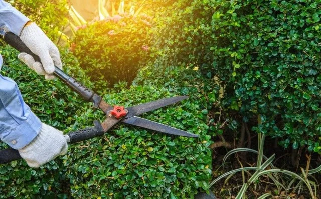 tree service tarpon springs fl