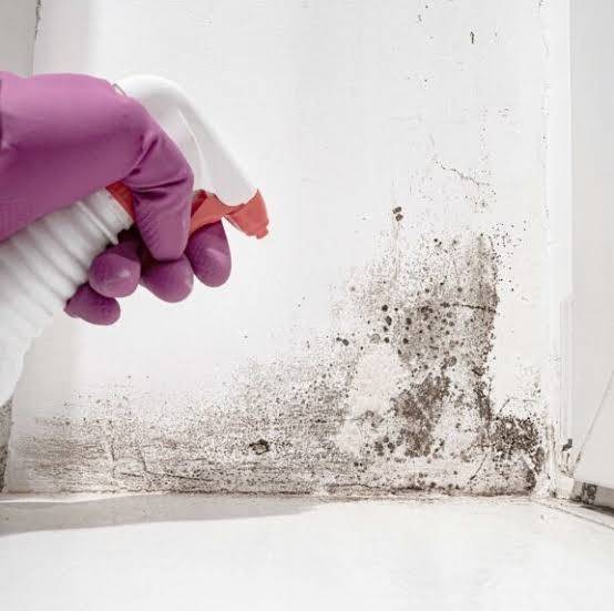 Mould Removal